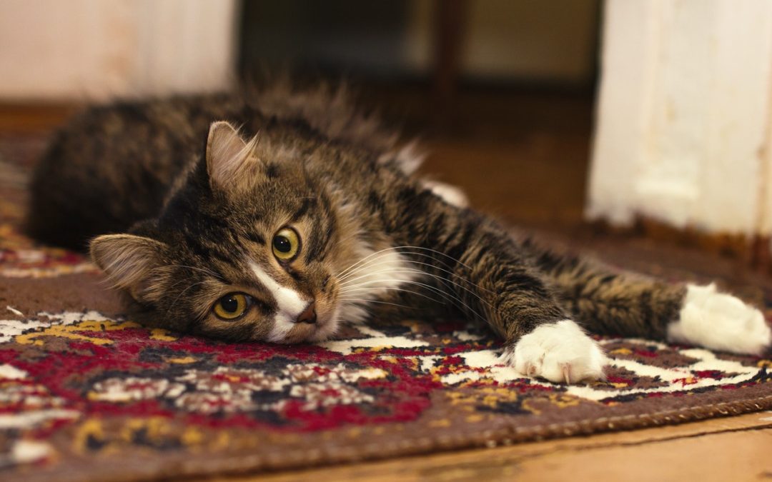 carpet with cat